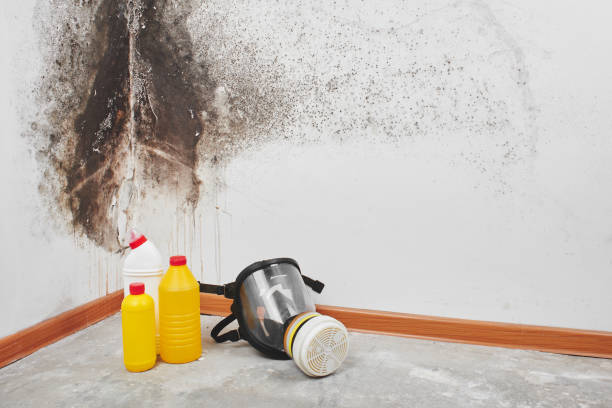 Best Best Mold Removal Companies  in Wildewood, MD
