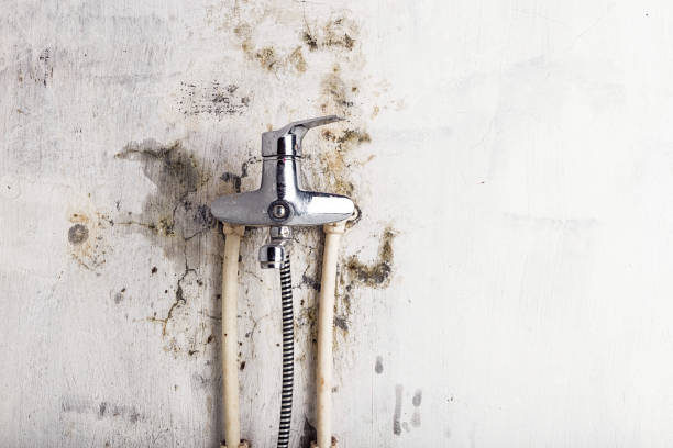 Best Mold Damage Repair  in Wildewood, MD