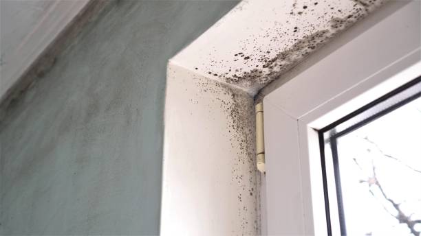 Best Attic Mold Removal  in Wildewood, MD