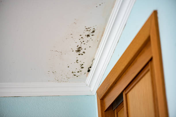 Best Best Mold Removal Companies  in Wildewood, MD
