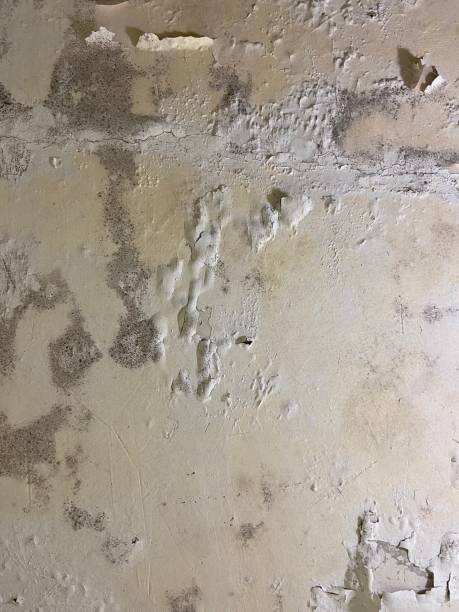 Best Mold Inspection  in Wildewood, MD