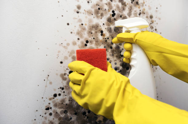 Best Mold Damage Repair  in Wildewood, MD