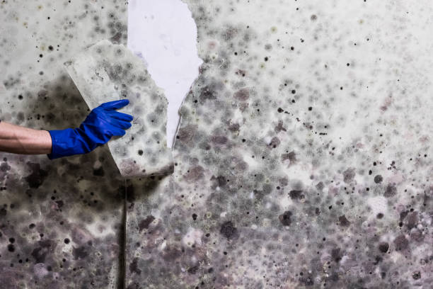 Best Mold Remediation  in Wildewood, MD