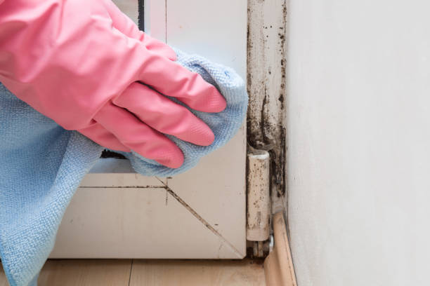 Certified Mold Removal in Wildewood, MD