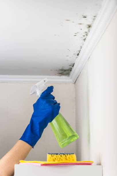 Office Mold Removal Services in Wildewood, MD