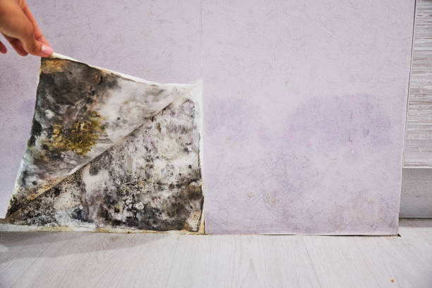 Best Mold Testing and Removal  in Wildewood, MD